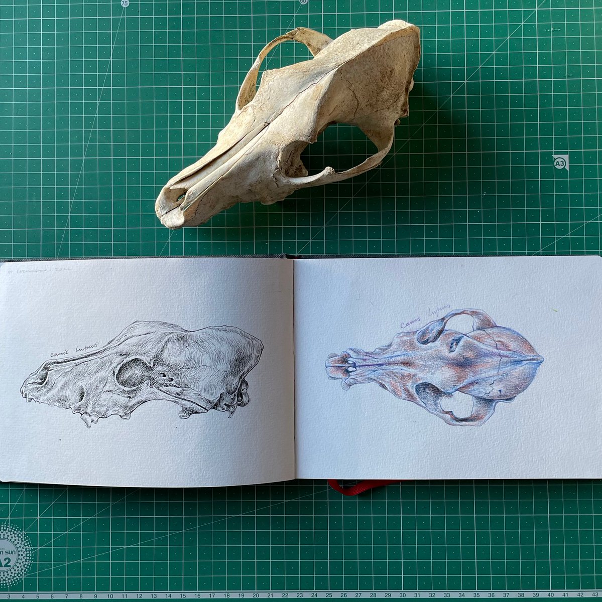 Lucia_Antunes's tweet photo. Canis lupus
#scientificillustration #scientificart #nature #naturedrawing #illustration #sketchbook #sketching #fieldsketching #sketchbookdrawing #drawing #nature #naturesketching #notebook #decay #canislupus #skulls #dog #blackandwhite #ink #twsbieco #colorpencil https://t.co/uyLZdAXmAe