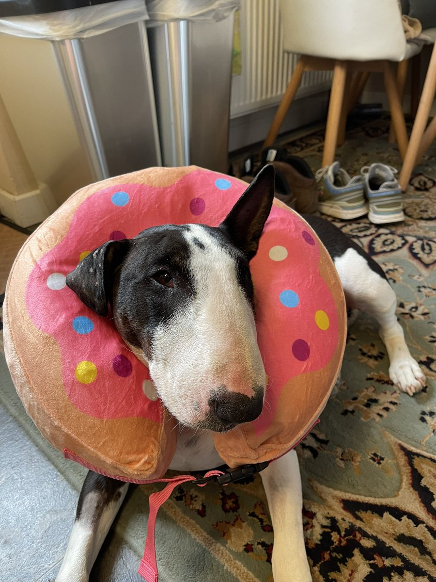 Stevie & the rescue bullies tweet media