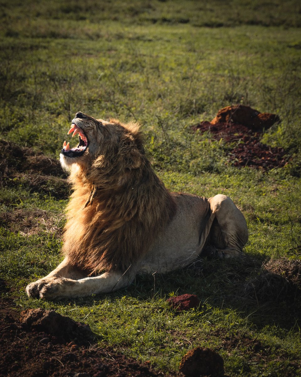 GM, 

Slay your Tuesday with the energy of a lion. 

PC 📸: <a href="/__Gwenny/">Gwenny</a>