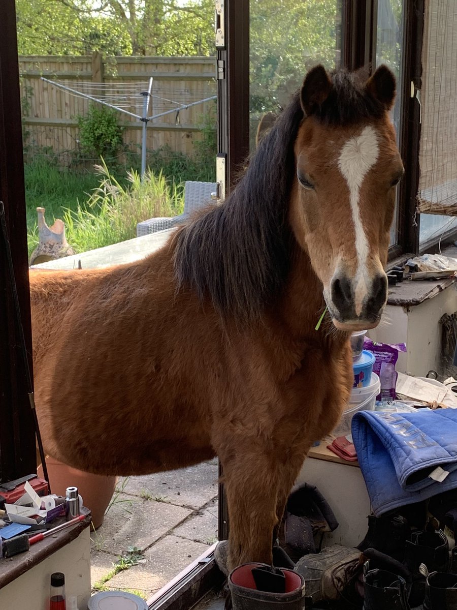 Midas heard we were looking for a new construction associate (3-4yrs PQE) and wanted to apply.  I’m not sure what the new office’s pony policy is so we’re still looking.  #wfh #officepet