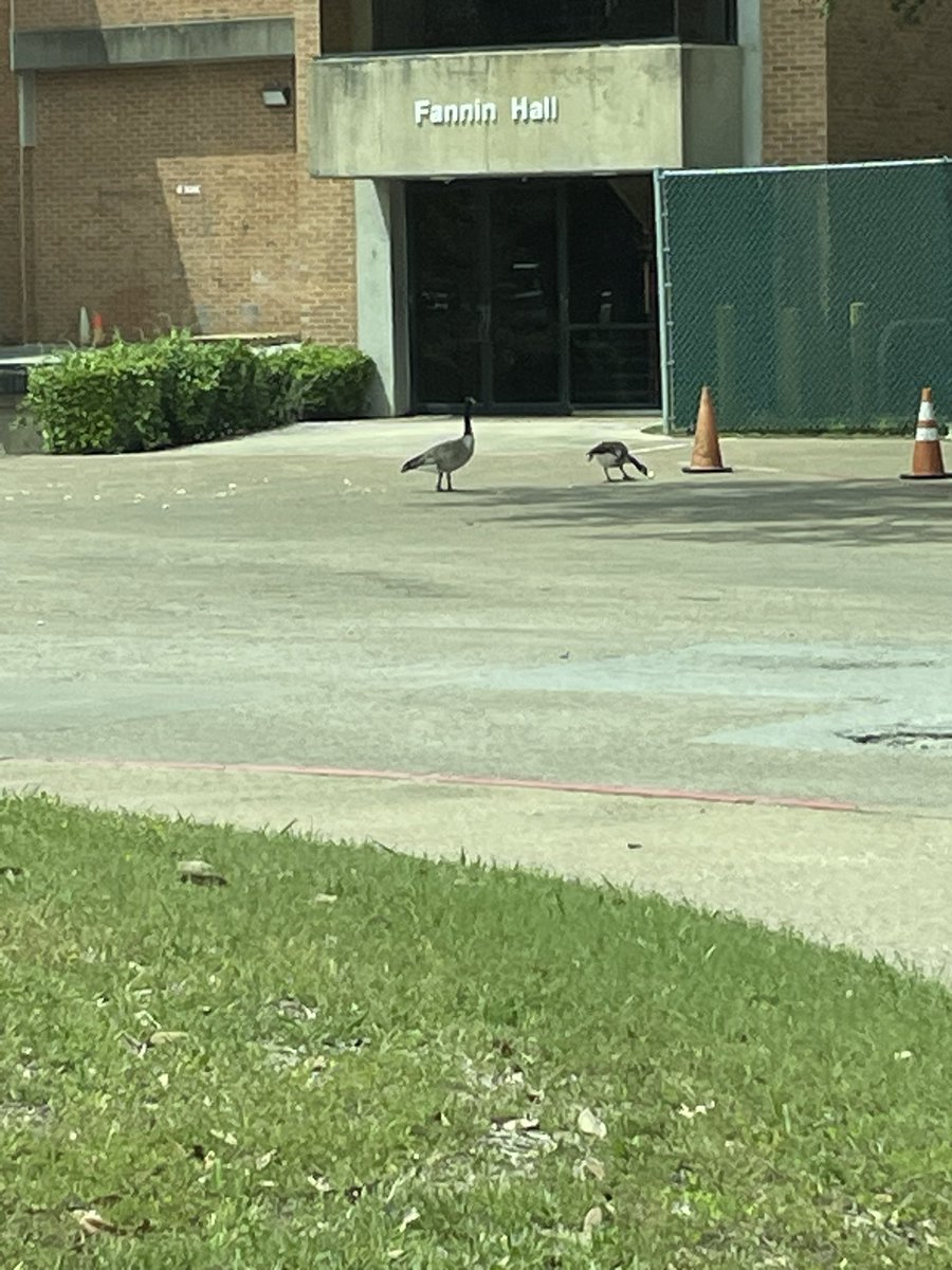 Kathleen Lewis (@kmlewis624) on Twitter photo These guys (and their friends) have been very vocal today. I don’t speak goose, but they might be saying “study kids, finals are next week!” 🤷🏼♀️ <a href="/dallascollegetx/">Dallas College</a> #RichlandCampus These guys (and their friends) have been very vocal today. I don’t speak goose, but they might be saying “study kids, finals are next week!” 🤷🏼♀️ <a href="/dallascollegetx/">Dallas College</a> #RichlandCampus