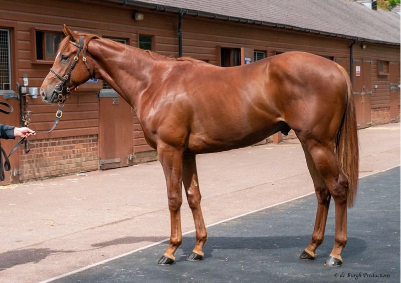 McThoroughbreds's tweet photo. @Tattersalls1766 Guineas sale lot 190. https://t.co/9gx6bKePAP