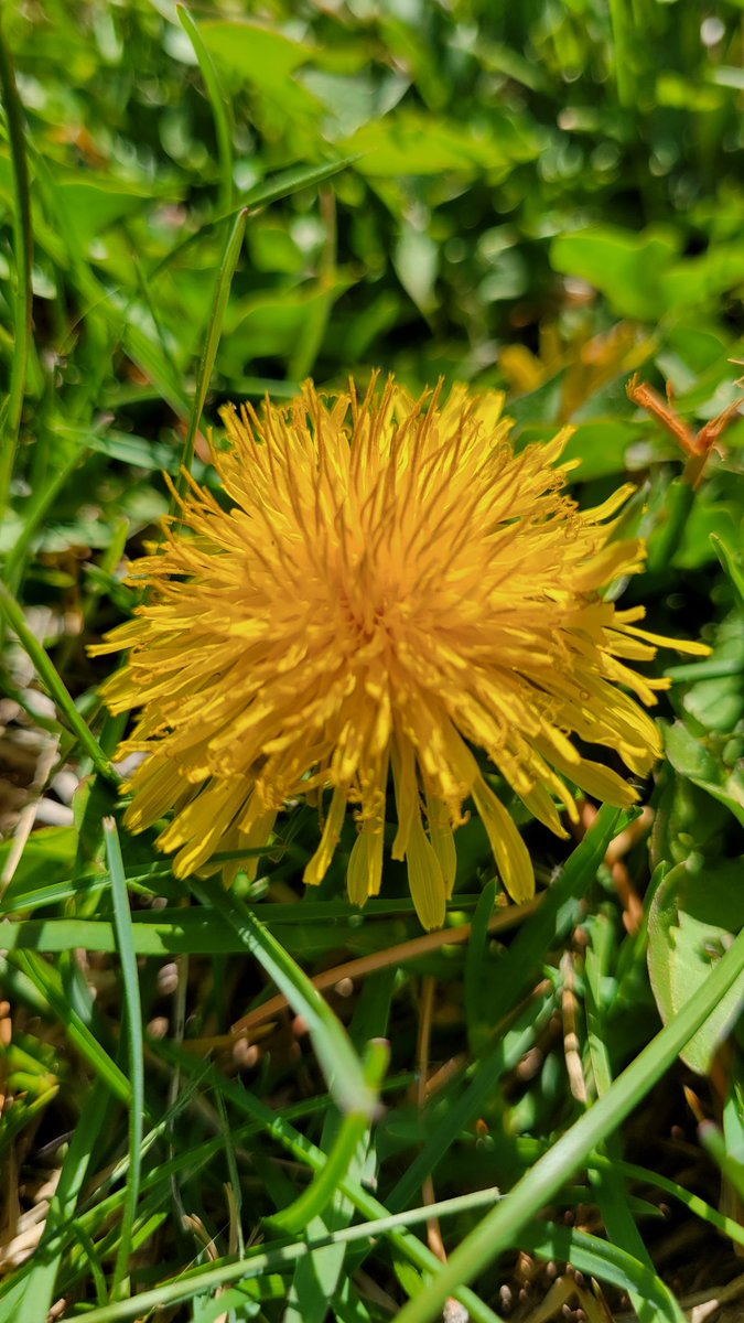 It's a beautiful day to learn outside about variation in a population! #lakeviewvikes