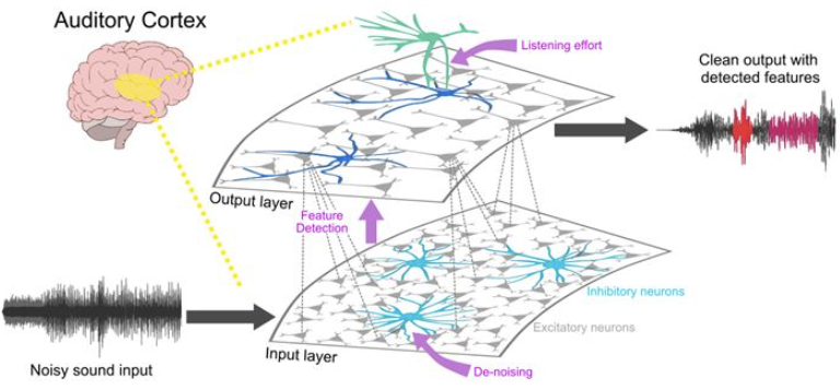 In a paper published today in <a href="/CommsBio/">Communications Biology</a>, auditory neuroscientists <a href="/PittTweet/">University of Pittsburgh</a> describe a machine learning model that helps explain how the brain recognizes the meaning of communication sounds, such as animal calls or spoken words. upmc.me/3AM8TFb