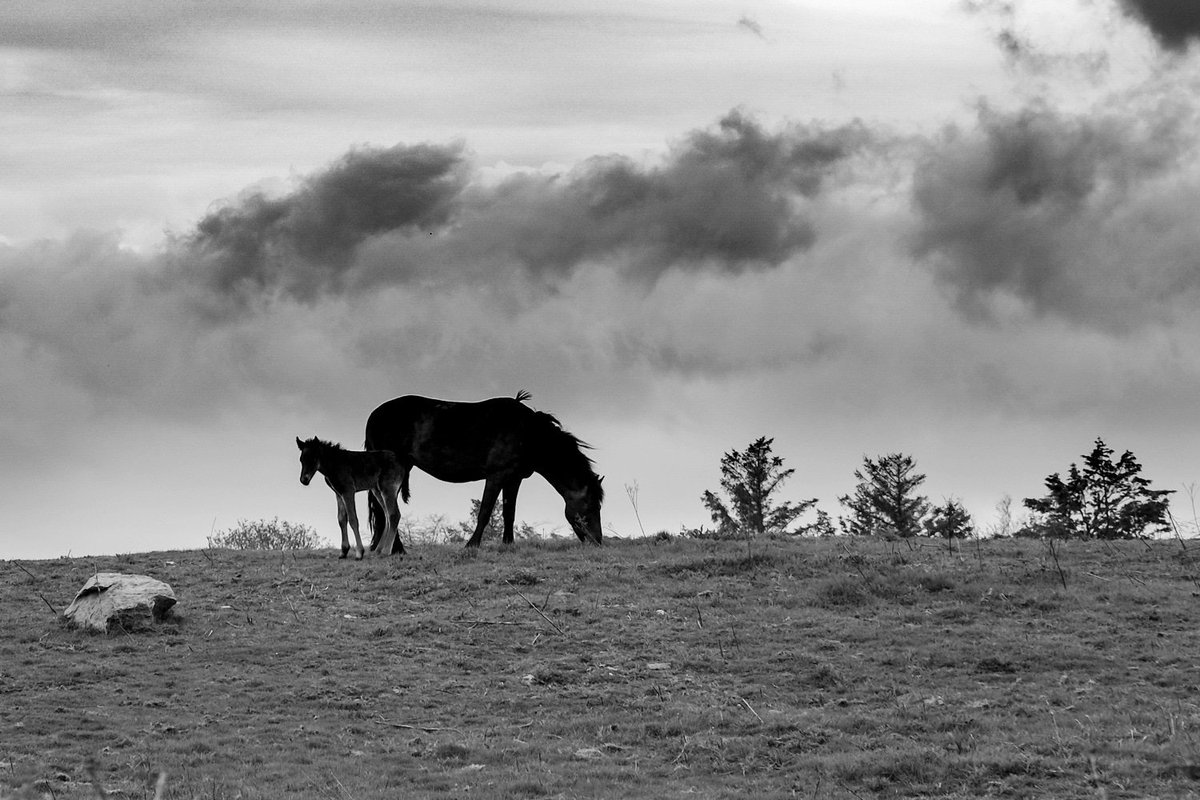 #horse #foal #nature #bnw_raw #bnwphotography #bnwphoto #monochrome #lightandshadow #horizon #silhouette #bnwnature #bnw_life #bnw_captures #clouds #ThePhotoHour #StormHour #skies #wildatlanticway #Ireland