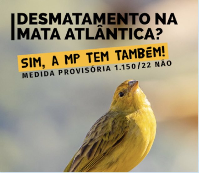 Apremavi's tweet photo. Quando não restar mais nada da Mata Atlântica, lembre-se de quem promoveu o desmatamento nesse bioma que já está tão devastado. É hora de pressionar os parlamentares do @SenadoFederal para irem contra este absurdo. #SalveAMataAtlântica #SalveOCódigoFlorestal DIGA NÃO A MP 1150! https://t.co/tfT5tqHFza