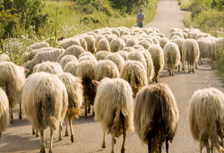 CREARicerca's tweet image. 🫵  #Callforabstract per la rivista “MDPI Land” sul ruolo dell’agricoltura nelle #areeinterne 👇

crea.gov.it/web/politiche-…