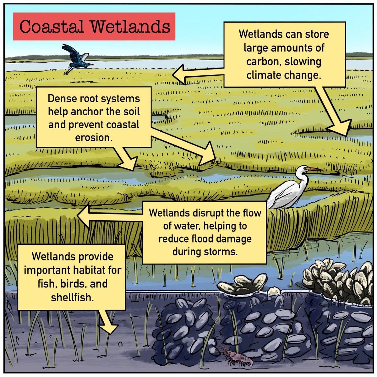 We love our #wetlands! 🌿💦

They can be found from coast to coast, offering crucial habitat for wildlife, providing storm and flood protection, and absorbing carbon. Learn more about our work with wetlands here 👉 ow.ly/Byra50O0vkw 

#AmericanWetlandsMonth