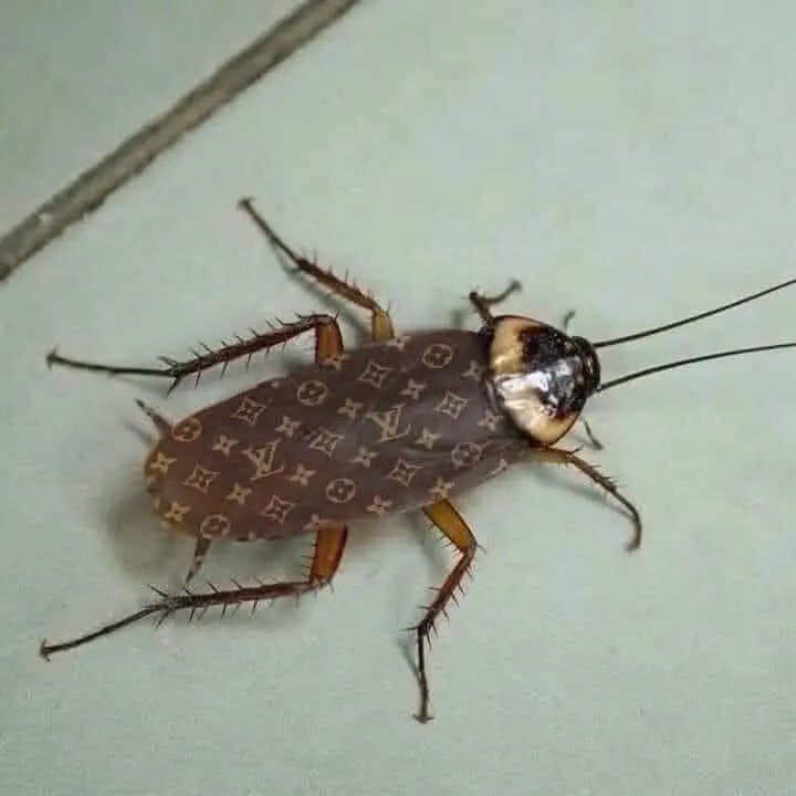 genezizm_'s tweet photo. La cucaracha en met gala anoche https://t.co/uAfwOayHB9