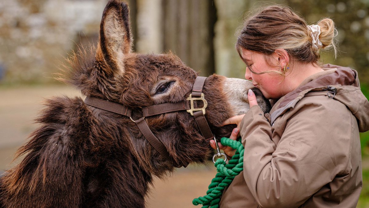 It's #WorldDonkeyDay on 8th May! ✨ In celebration, we'll be doing a Q&A with our Stables Manager and resident donkey expert Hannah, here at Carisbrooke Castle. Send us your questions by 4th May and we'll do our best to answer them! 👇