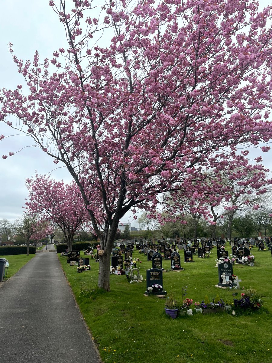 Scott-SE Landscaping tweet media