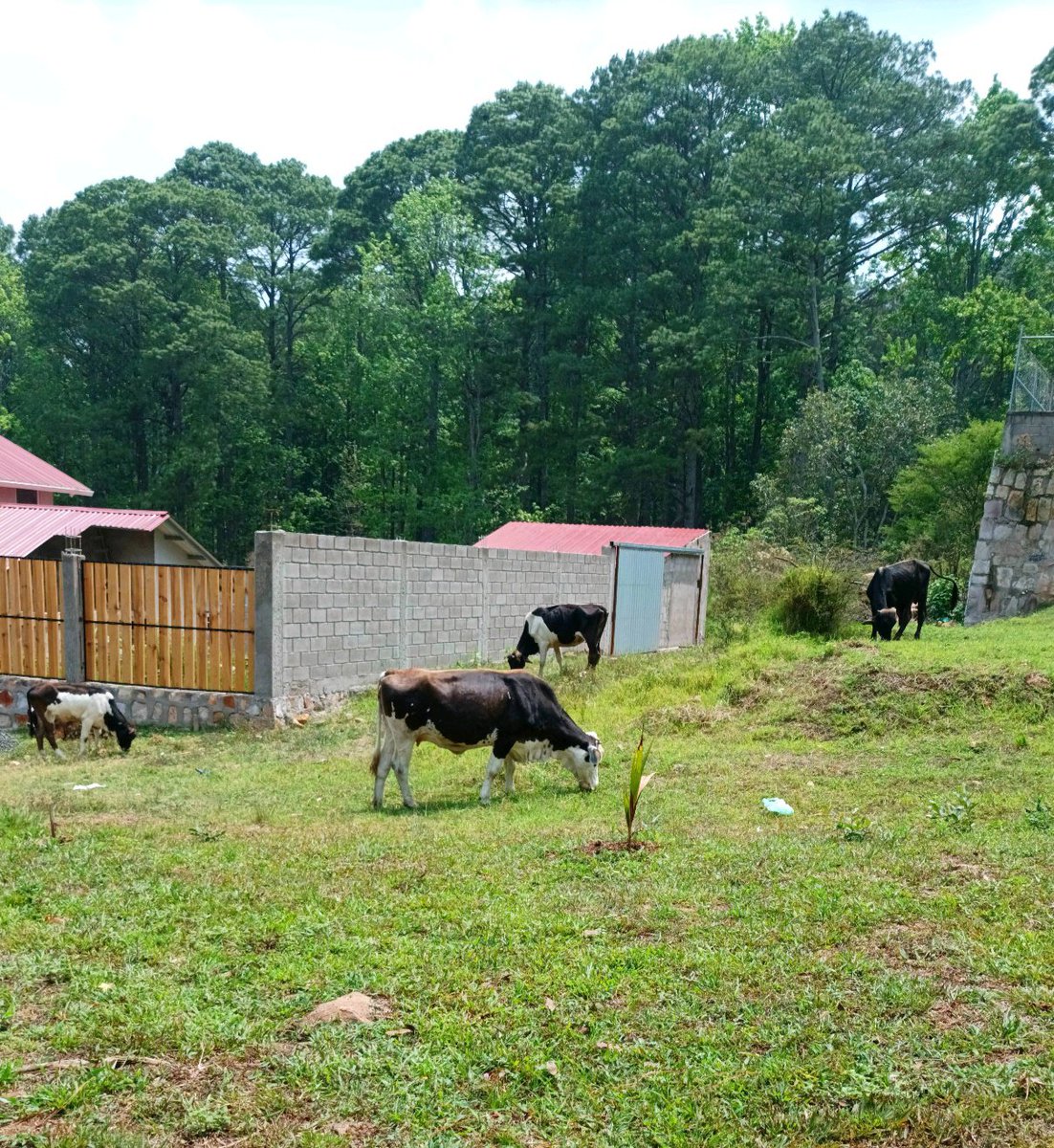 suamymejias's tweet image. Quien más ama las #vaquitas? 🥹🐮