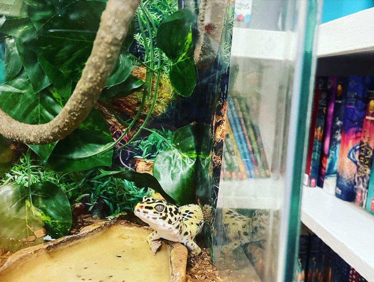 Lea_Casey2's tweet photo. Things just got a little more exciting in 4th grade today!! I officially have my first class pet!! Thank you Lisa and Laci Butts!! We will take good care of him!! Welcome to our world, Mr. Spots!! #leopardspottedgecko🦎🦎 @EESPrincipal https://t.co/E3AfaKja1h