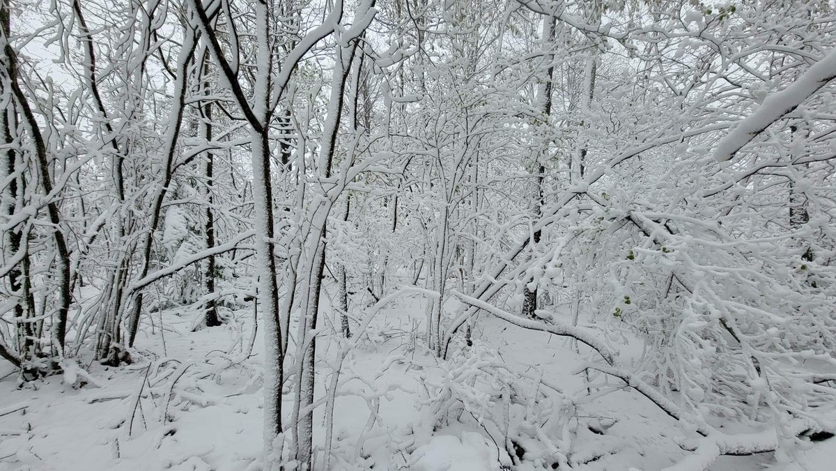 Photos of the May snow from the top of <a href="/WispresortMD/">Wisp Resort</a> from a friend! 

Slushy inch at the bottom, 3-4” at the top of the mountain! #mdwx