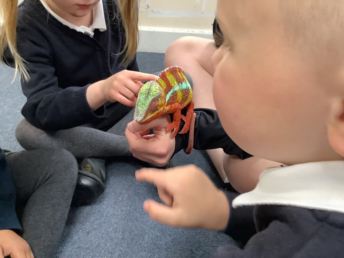 SomersEYFS's tweet photo. We had some exotic visitors in @HeathSomers Reception class today. One of our fantastic teachers brought in some of their pets for the children to see and hold. What a treat! #teamsomers #fantasticbeasts https://t.co/4K2XFzWvNS