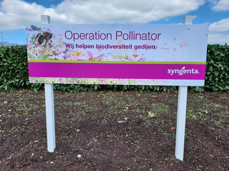 DelphyBoomteelt's tweet photo. De bijvriendelijke bloemenzaadjes van @Syngenta komen goed op op onze Onderzoekskwekerij Boomteelt en Vasteplantenteelt #operationpollinator https://t.co/PakF5rCLBL
