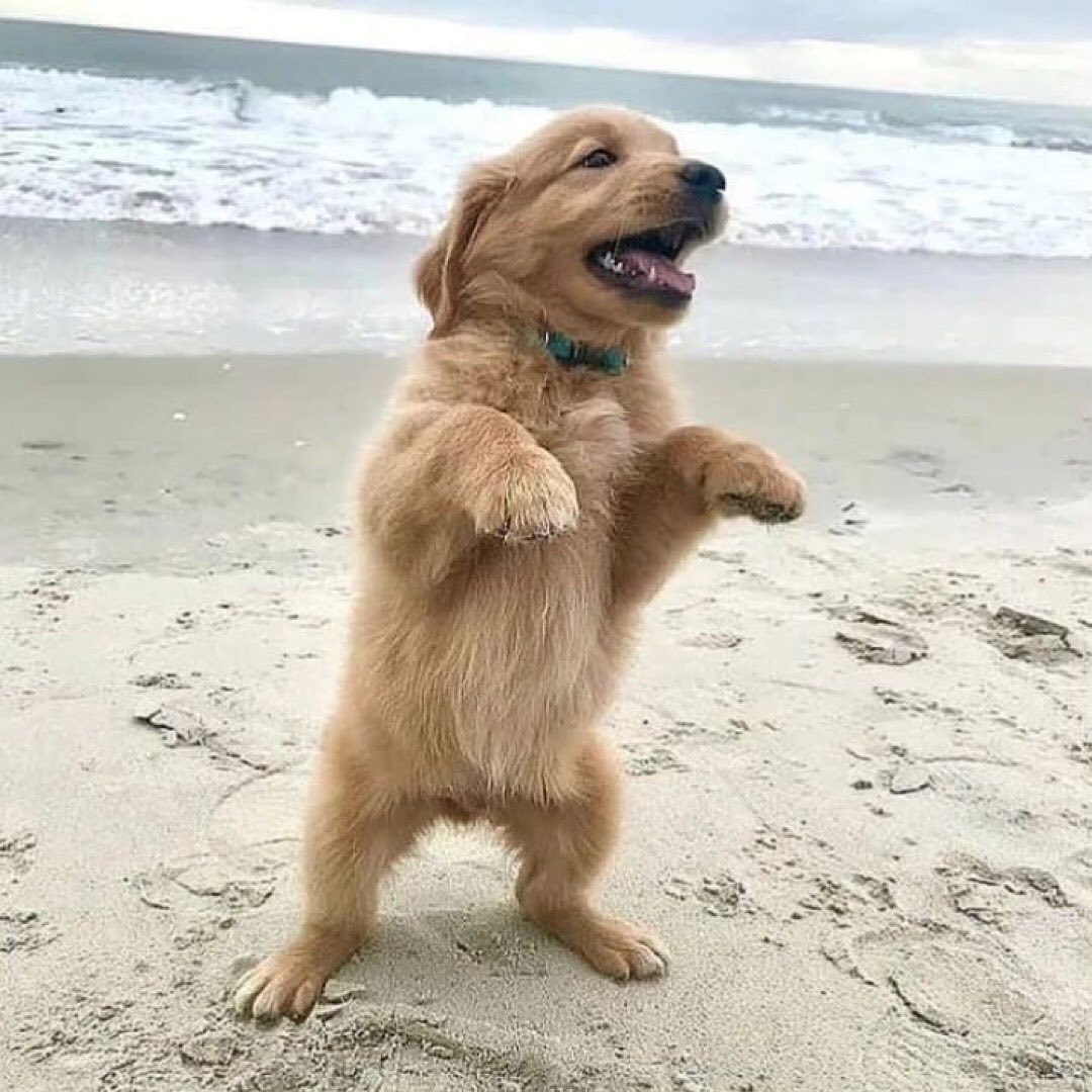 Cute🥰 Rate This Cuteness 10-100??📷📷 - #dog #dogs #scotland #dogsoftwitter #Easter2023 #captainchaos #puppylove #puppies #goldenretriever