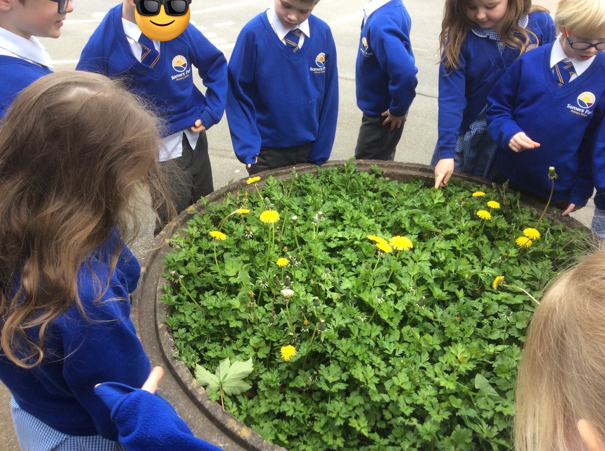 Identifying plants in our playground.