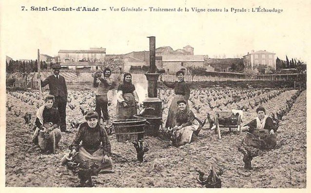 Il y a plus de 100 ans, l'échaudage était un traitement important contre les ravageurs des vignobles. De l'eau bouillante était versée sur les vignes pour tuer les larves de la pyrale de la vigne. Voici une carte postale montrant des ouvriers viticoles à Saint-Couat-d'Aude