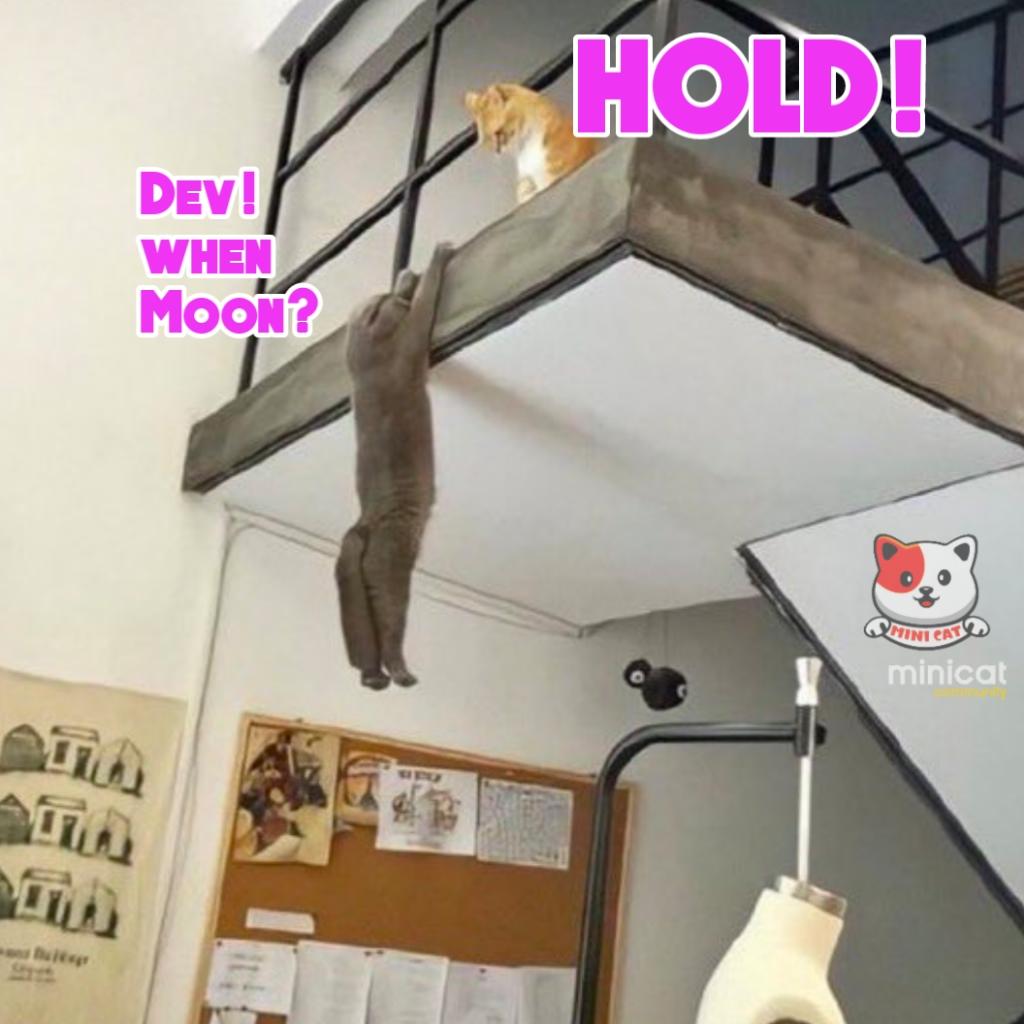minicattoken's tweet photo. 🤭 minicat meme of the day! https://t.co/a1RjoddxYp