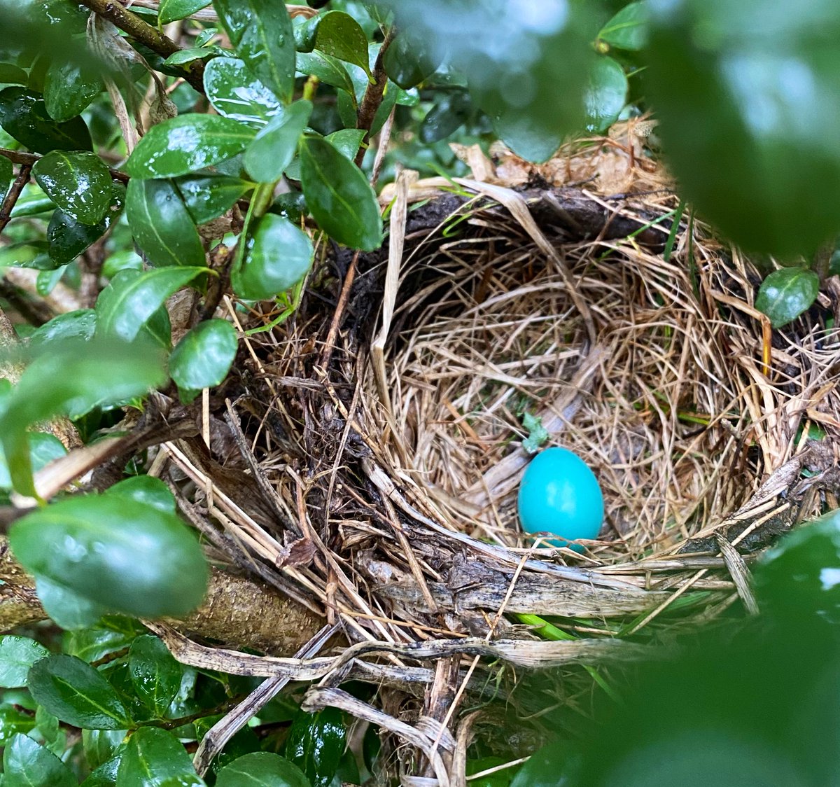SQLRockstar's tweet photo. Current status. #RobinWatch https://t.co/nEtBtomqud