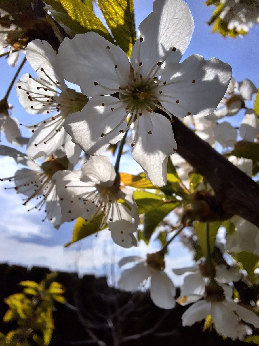 SunnyBo57797405's tweet photo. Hello ☀️☀️☀️ #mygarden https://t.co/l8p7xpIKha
