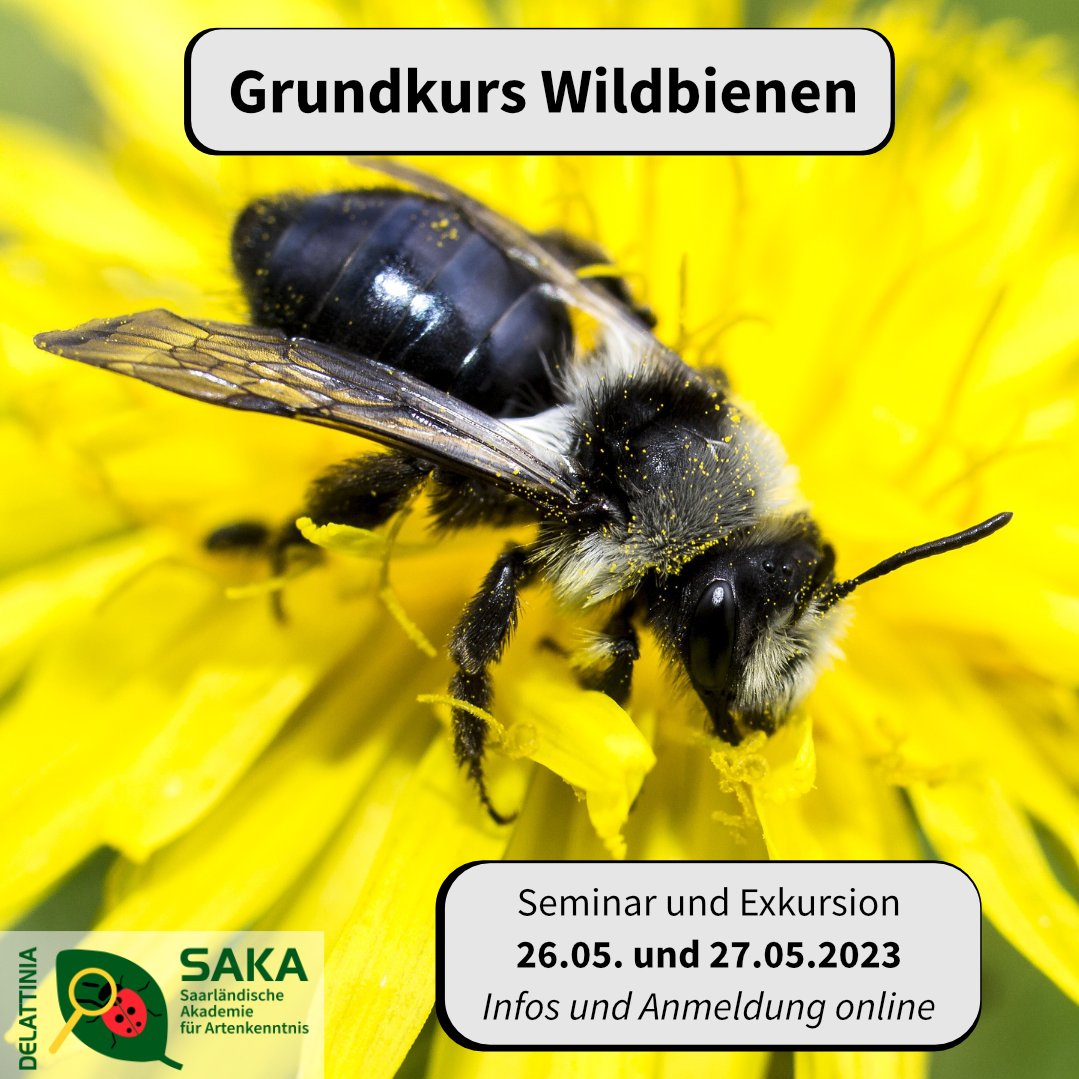 artenkenntnis's tweet photo. Neben der domestizierten und allseits bekannten Honigbiene gibt es in Deutschland mehr als 565 weitere Bienenarten. 

Anmeldung und Infos: https://t.co/DdBpNT7gL9

#foertax #bpbv #biologischevielfalt #artenkenntnis #artenkenntnisangesagt #speciesliteracy #wildbienen https://t.co/hNJCD8xTHs