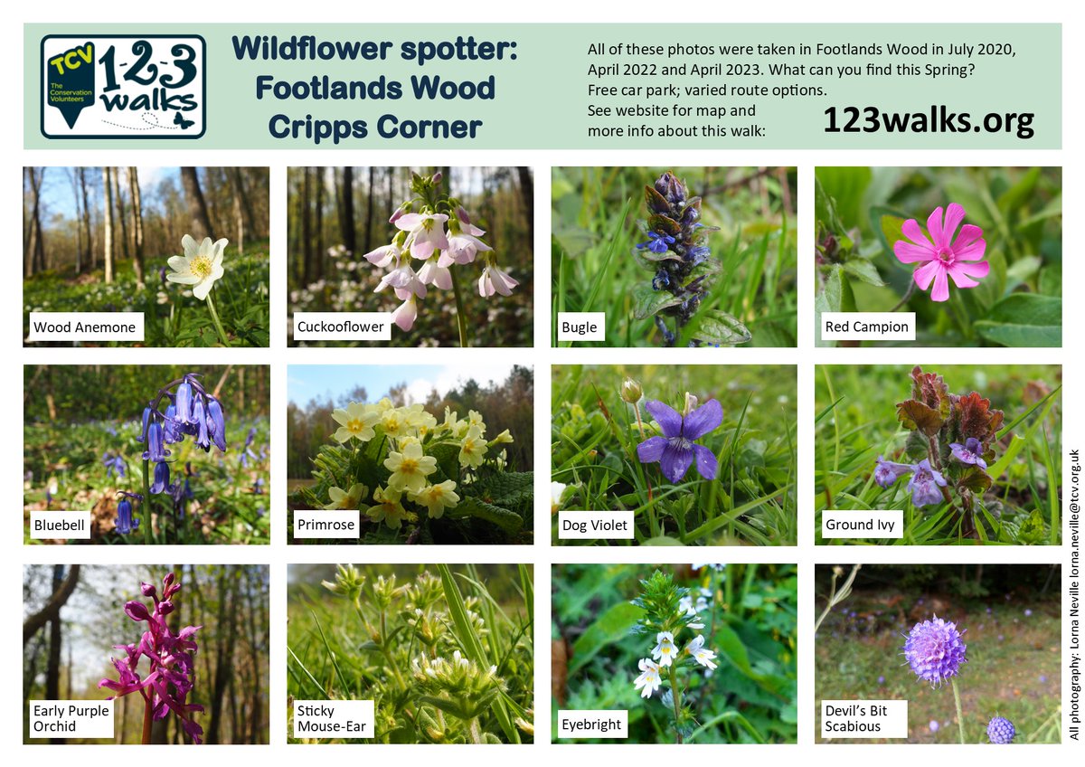123Walks's tweet image. *Wildflower spotter sheet: Footlands Wood, Cripps Corner, East Sussex*
See the Facebook page for even more photos.
#getwalking #springwalks #naturewalks #bluebellwalks #rotherwalks @activerother @RotherVA #walkforwellbeing #walkforhealth