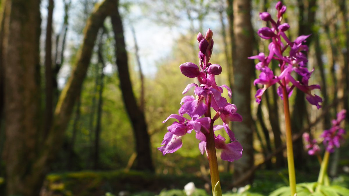 123Walks's tweet image. *Wildflower spotter sheet: Footlands Wood, Cripps Corner, East Sussex*
See the Facebook page for even more photos.
#getwalking #springwalks #naturewalks #bluebellwalks #rotherwalks @activerother @RotherVA #walkforwellbeing #walkforhealth