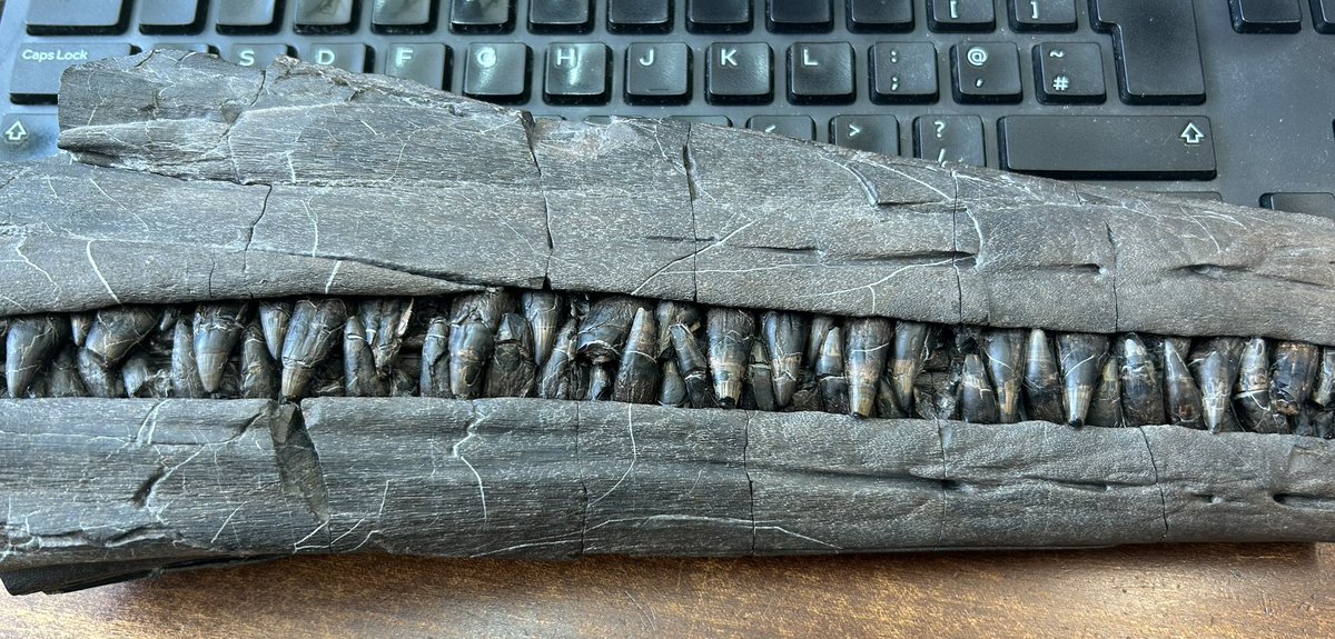 Such an amazingly preserved ichthyosaur jaw. Those teeth are really crammed in close together. Collected in the 1950’s at Charmouth by JF Jackson, and donated to the National Museum of Wales. More recently cleaned up by @LifeOnBaars Just back from a loan to @LymeRegisMuseum