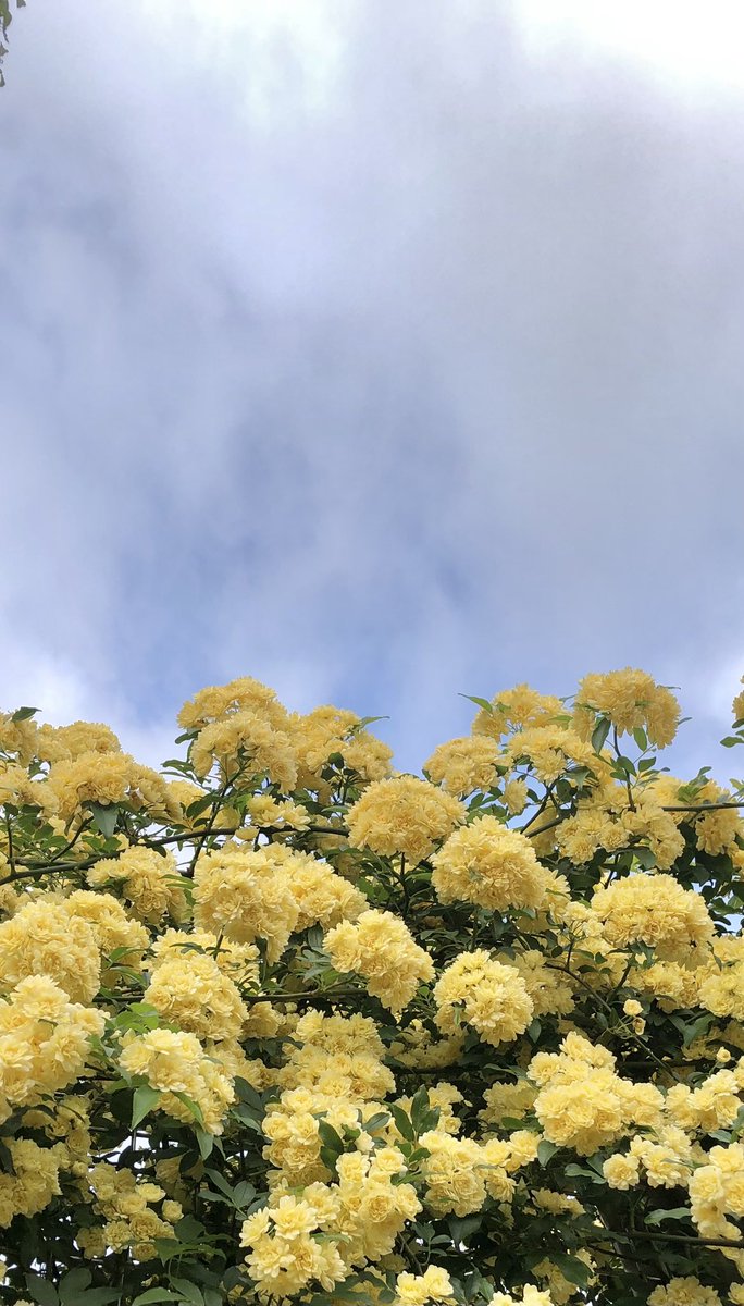 cicacocolor's tweet photo. 植物　photo album

何でも言って！と言いながら

都合が悪いと怒り出す

欲しいのは

アドバイスで役に立つ

気持ち良さなのかもしれない https://t.co/WaIu7j73Ij