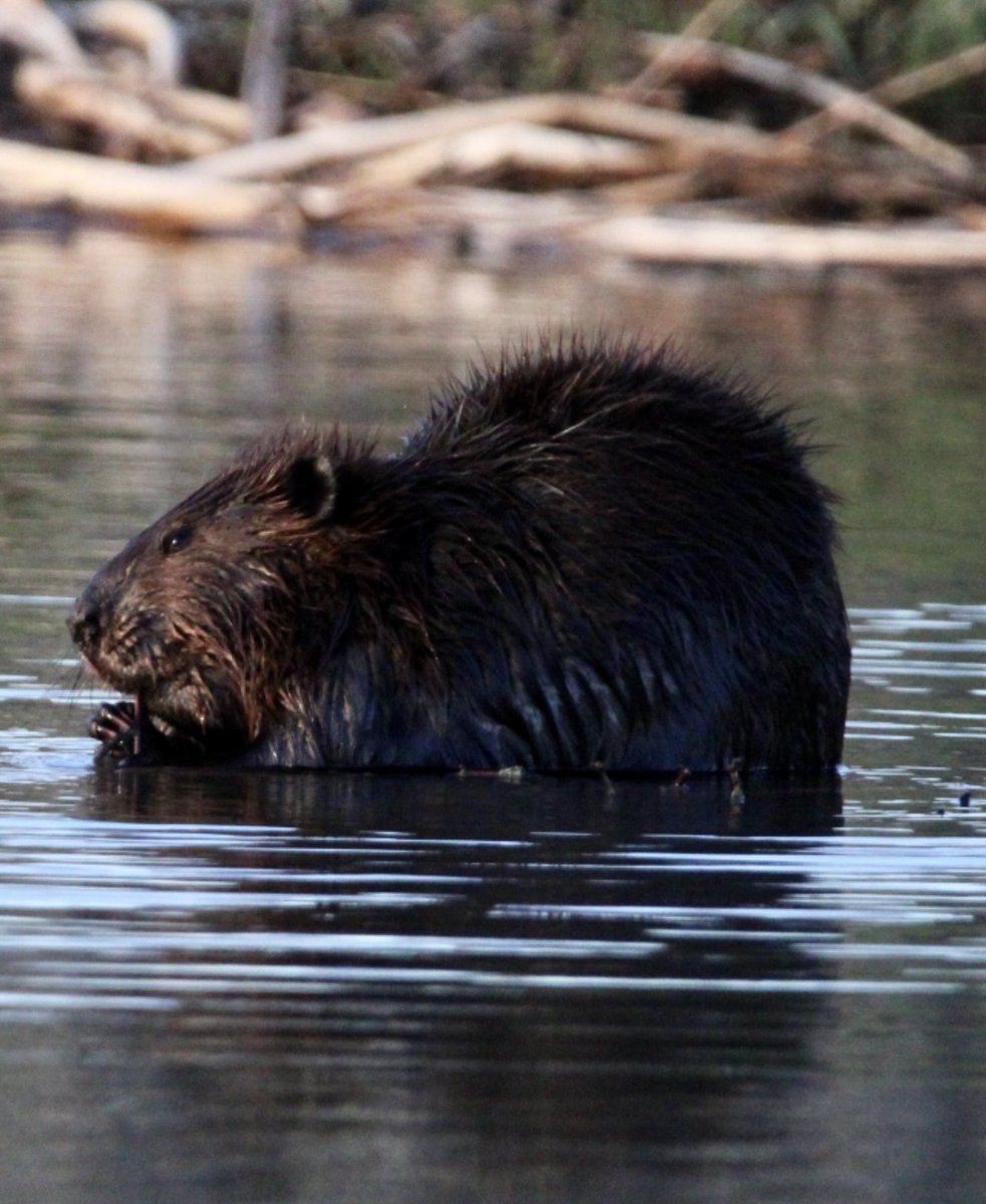 A Canadian wildlife icon - beaver.  🇨🇦🦫
#canada #canadianwildlife #beaver #NaturePhotography #Ottawa #sigmalens