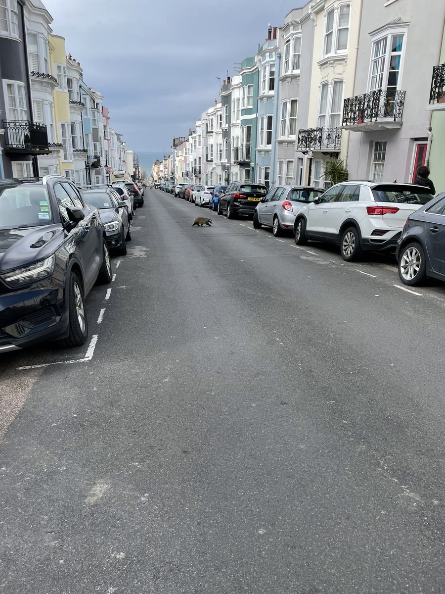 compostcleric's tweet photo. Was surprised when this big guy came out of our front garden gate this morning in Brighton BN1. I followed him down to Western Road where he surprised shoppers and commuters as he made his way uphill past Waitrose @brightonargus. https://t.co/DT6oXwXNRG