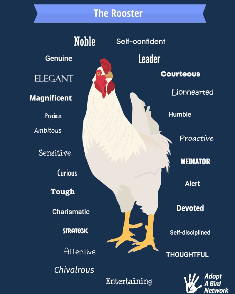 _adoptabird's tweet photo. Roosters are #chickens #AnimalWelfare #AnimalRights https://t.co/bc2xLQKvWW