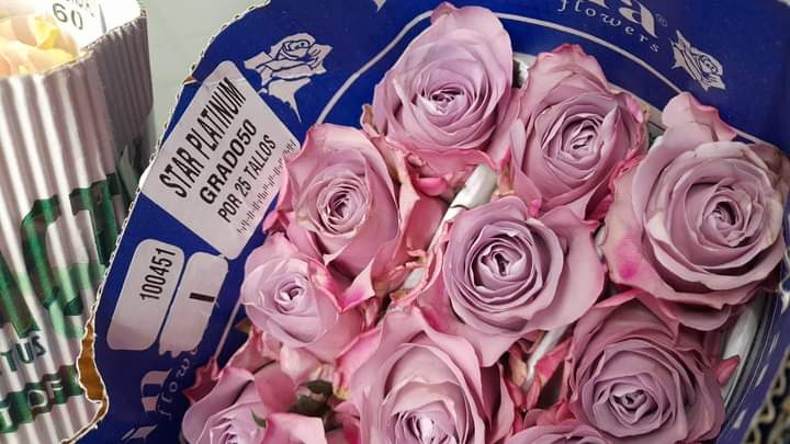 raffa_wd's tweet photo. @LadyHaruTV Mucha suerte y un ramo de jojo's para ti https://t.co/xCrrWoHGl8