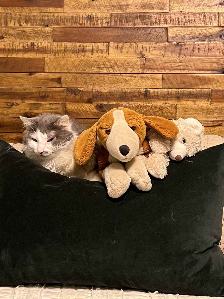 FoxFvck's tweet photo. When you can’t find your cat because he’s pretending to be a stuffed animal https://t.co/wU0rcx4esE