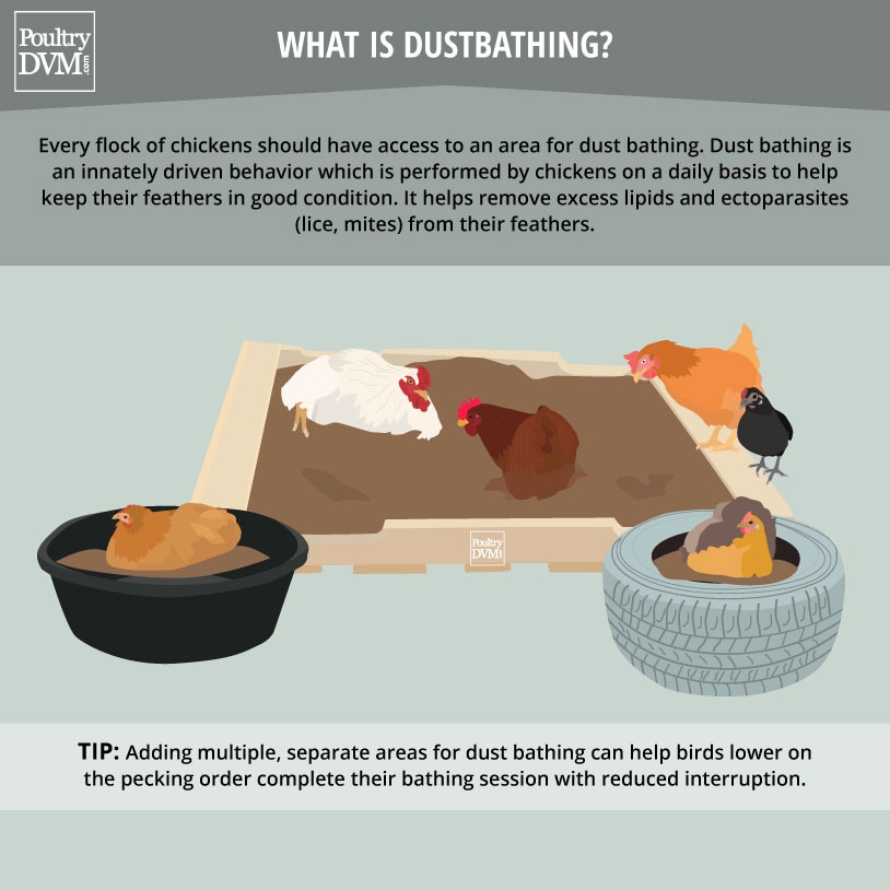 PoultryDVM's tweet image. #chickens #petcare