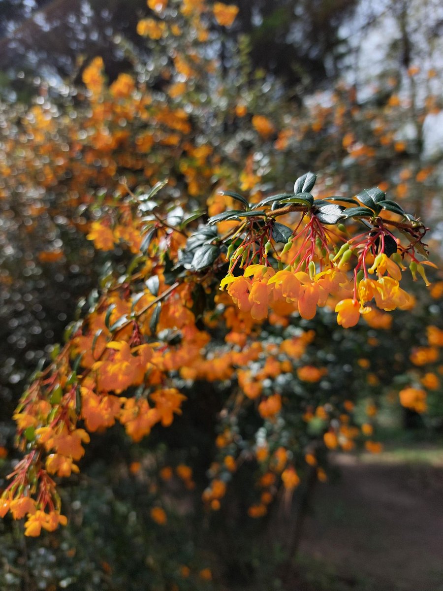 sheffieldparkNT's tweet photo. May is #NationalWalkingMonth & we have been out pacing the gardens checking out the #stepcounts for some of the most beautiful parts of the estate for #spring colour.
In this route Gina did 3,438 steps around Ten Foot Pond & Walk Wood. ๐ธ
๐ธGina/Chris/@meandwanderlust on IG https://t.co/oQSudGfB4P