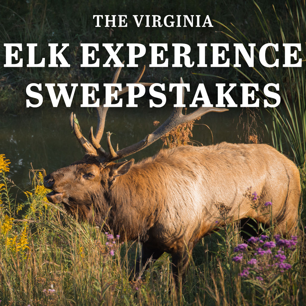 Virginia Department of Wildlife Resources on Twitter "Calling all Elk