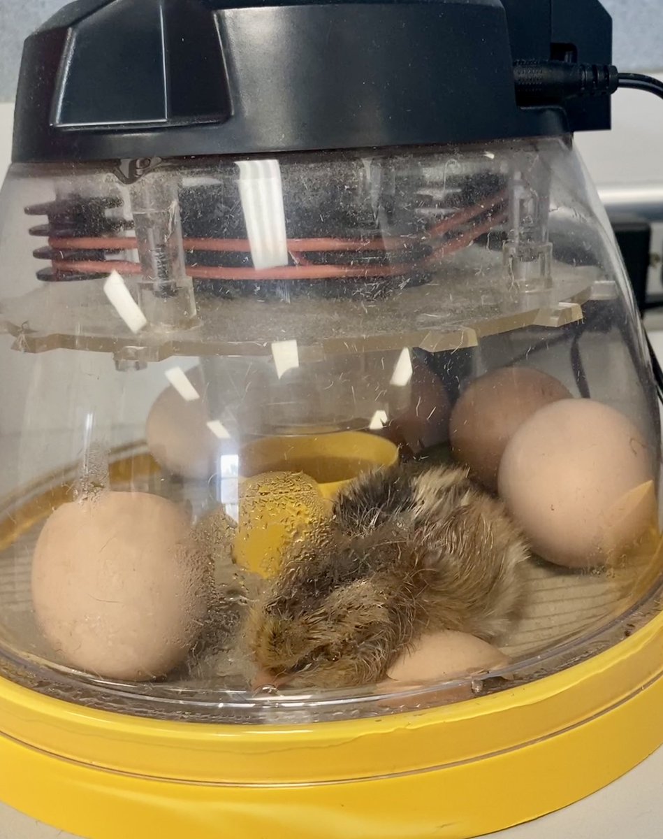 It’s HATCH day in 1st grade!🥚🐣🐤@FranzFirebirds @katyisd_ELEMCI @HassanSciLab #katyIC