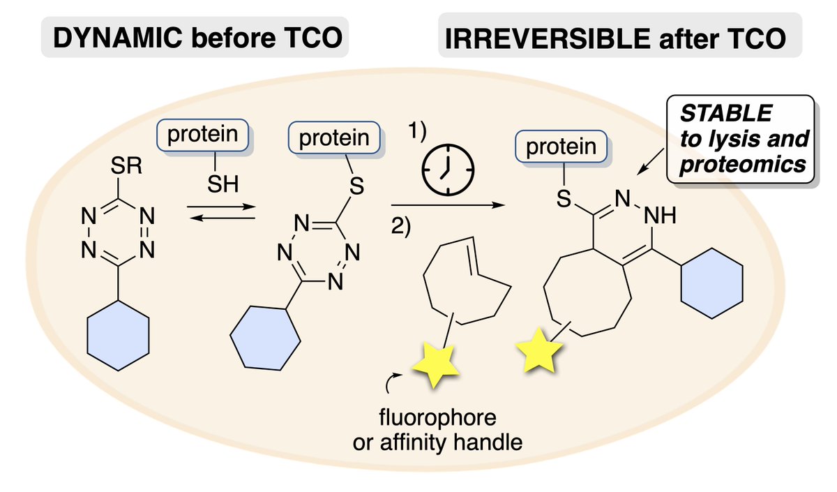 Fox Lab at UD (@foxgroupud) on Twitter photo Thiomethyltetrazines are reversible covalent cysteine warheads whose reversibility can be "switched off” via live cell bioorthogonal chem, providing stability to lysis/proteomics. Led by <a href="/TallonAmanda/">Amanda Tallon</a> w/ @Pfizer Mary Xu, Graham West & <a href="/ChrisamEnde1/">Chris am Ende</a> 10.26434/chemrxiv-2023-w0p5m Thiomethyltetrazines are reversible covalent cysteine warheads whose reversibility can be "switched off” via live cell bioorthogonal chem, providing stability to lysis/proteomics. Led by <a href="/TallonAmanda/">Amanda Tallon</a> w/ @Pfizer Mary Xu, Graham West & <a href="/ChrisamEnde1/">Chris am Ende</a> 10.26434/chemrxiv-2023-w0p5m