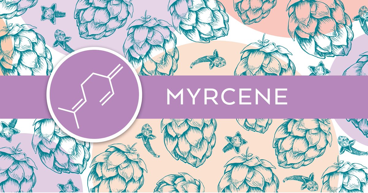 The more you know! One of the most common terpenes found in cannabis is Myrcene. Beyond cannabis, Myrcene is found in hops and is responsible for the peppery, spicy, balsam fragrance in beer. 

#myrcene #terptuesday #getbakd