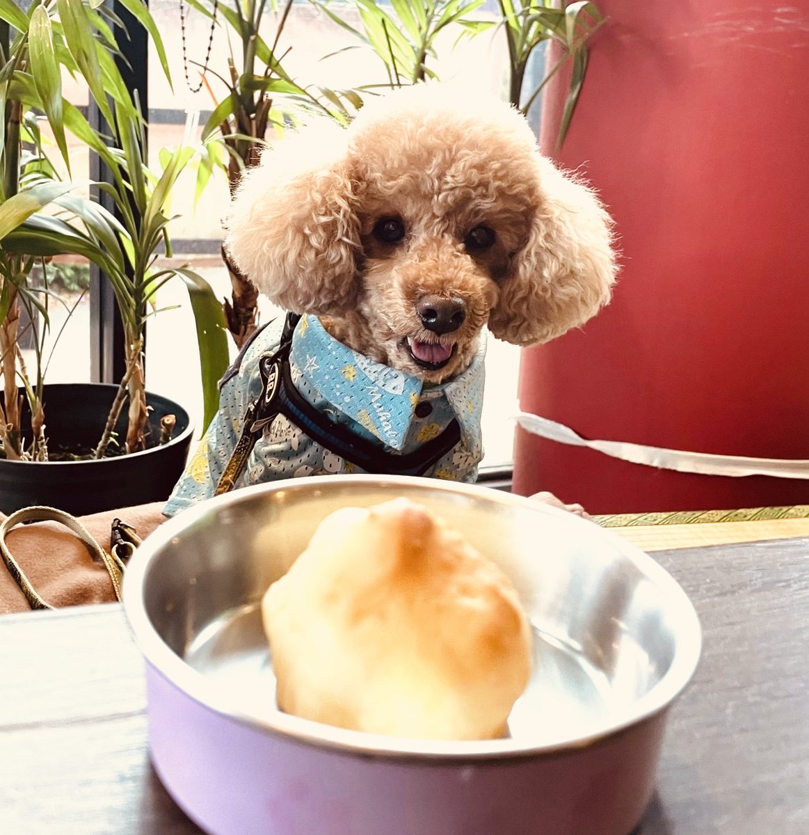 takaramonoshop's tweet photo. 埼玉県所沢市
#ドッグカフェ #docca さん
#看板犬2号のユキ🐶
ワンコおやつがウマウマで
秒で食べました🤣🐾👍
こちらのお店は
夜遅くまで営業していて
ワンコ連れで
お酒も楽しめるそう🍺👀
おしゃれで落ち着いたお店でした!
#たからもの #犬との暮らし #保護犬 #航空公園 #犬と行けるBAR https://t.co/LVoZPBesXV