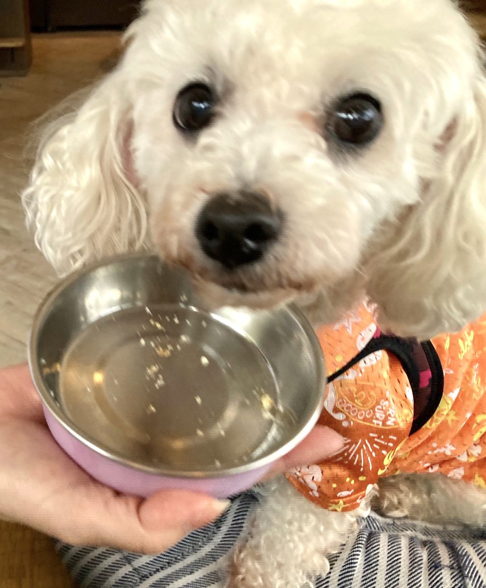 takaramonoshop's tweet photo. 埼玉県所沢市
#ドッグカフェ #docca さん
#看板犬2号のユキ🐶
ワンコおやつがウマウマで
秒で食べました🤣🐾👍
こちらのお店は
夜遅くまで営業していて
ワンコ連れで
お酒も楽しめるそう🍺👀
おしゃれで落ち着いたお店でした!
#たからもの #犬との暮らし #保護犬 #航空公園 #犬と行けるBAR https://t.co/LVoZPBesXV