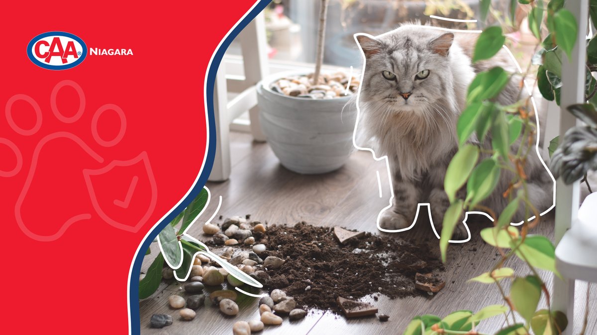 Pets are family members; don't fur-get to protect them too! With CAA and Pets Plus Us pet insurance, you can save on eligible veterinary costs. Get a quote today: bit.ly/3ZwiYQD #CAANiagara #CAAInsurance #PetInsurance