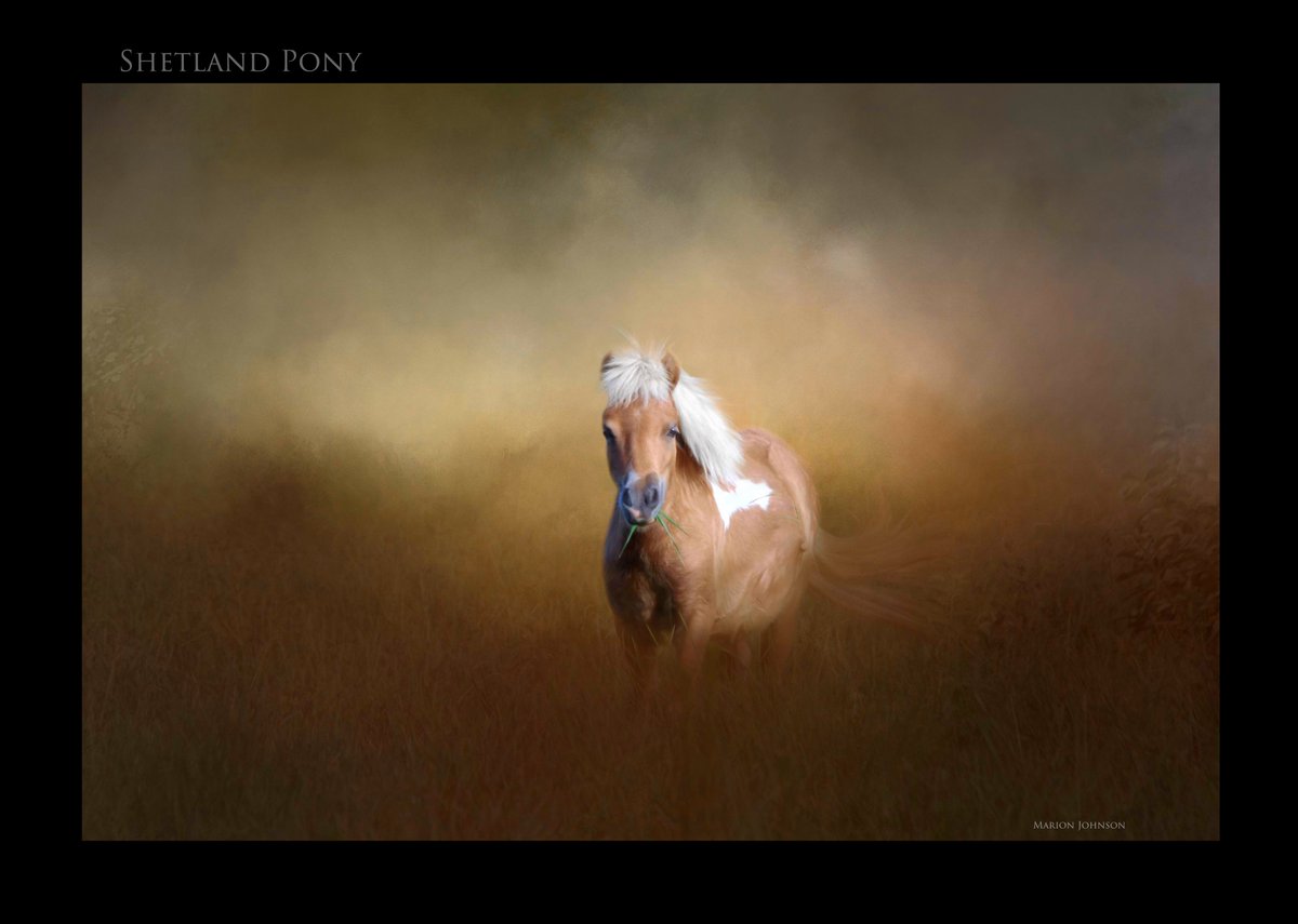 Shetland Pony: One of my older mixed medias. #shetlandpony