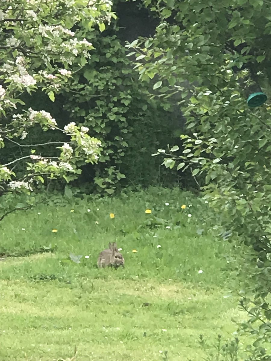 Suburban garden…..it’s a wabbit!!!