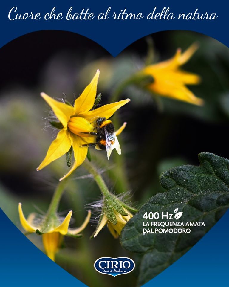 PassioneCirio's tweet photo. 🐝Sapevi che le piante di pomodoro non sono facili da impollinare? Il bombo riesce a farlo grazie a una vibrazione a 400 Hz, amata dal pomodoro. Una sintonia chiamata #buzzpollination, a cui noi di Cirio guardiamo con rispetto: perché lavorare #AlRitmoDellaNatura è anche questo https://t.co/cRN18VoeV7