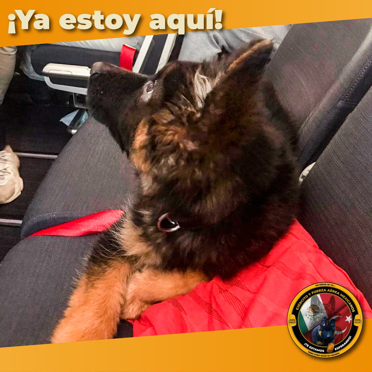 ¡Llegué a México! Ya solo faltan unos minutos para bajar del avión y que mis patitas pisen suelo mexicano por primera vez, aquí en mi nuevo hogar.
¡Estoy listo!
#NuevoLegado #Minuevohogar
#Perritos #EjércitoMexicano #Turquía #UnidosSomosLaGranFuerzaDeMéxico