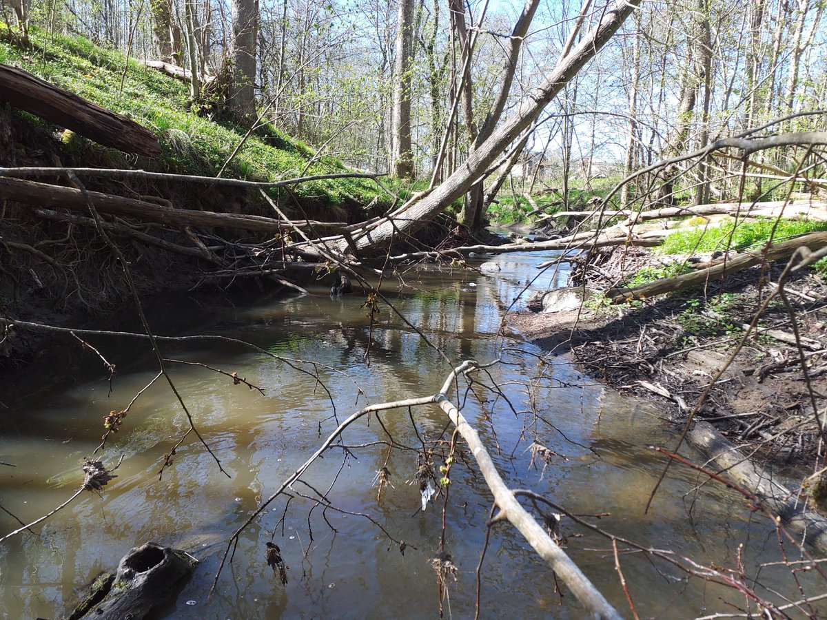 SEG_GBG's tweet photo. A busy day out in the sunshine habitat mapping our local stream, this data will be used to assess habitat suitability for trout and for our smolt productivity modelling work #fishsci https://t.co/dASOaobiMD